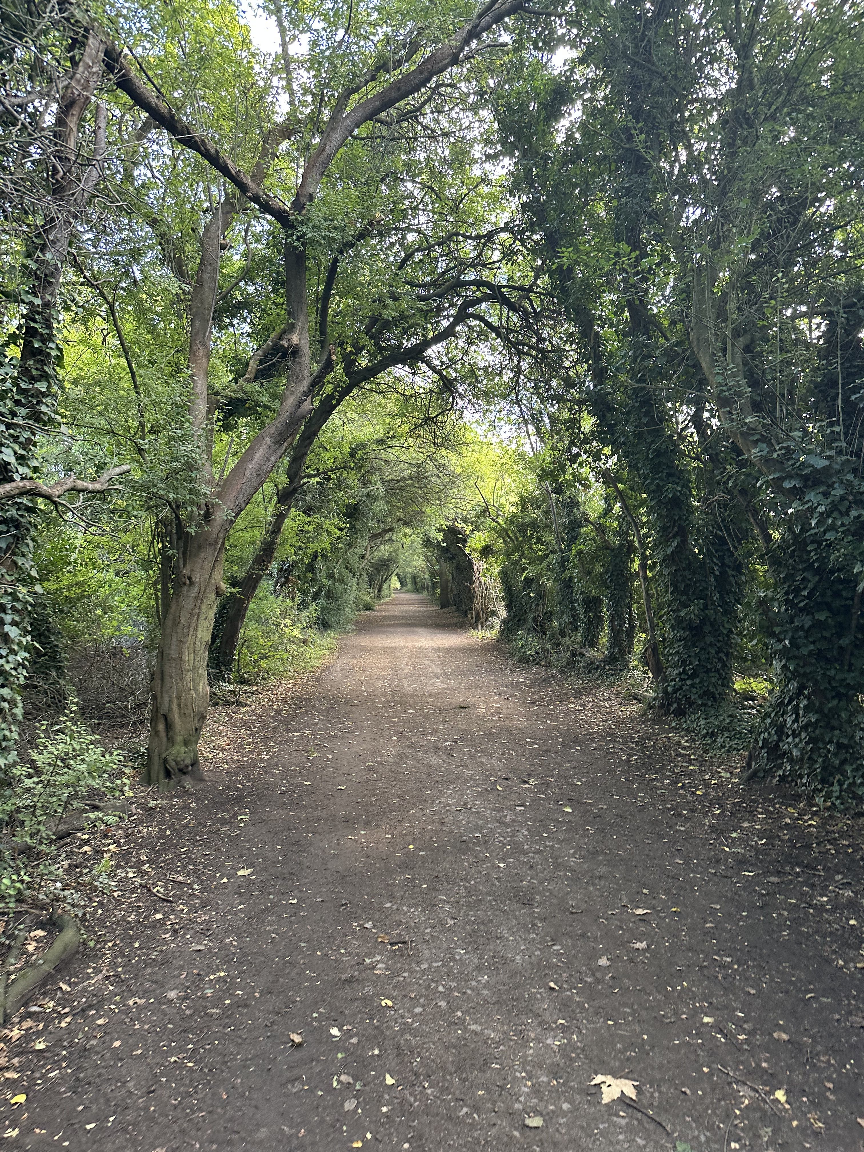A tree-lined greenway path, packed dirt and leaf litter underfoot, branches arching overhead and the trail narrowing into the distance.